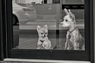 Pet Photographer New York City